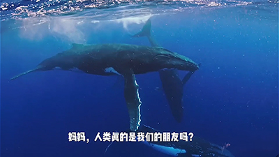 “鲸碳之歌”公布获奖!对白及短视频改编竞赛近千人参与